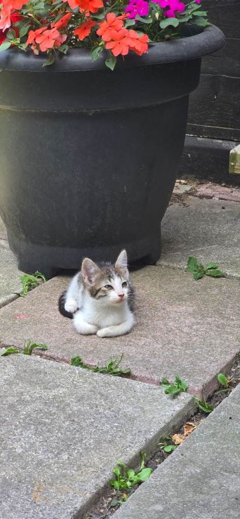 Beautiful medium coated cross breed kittens!