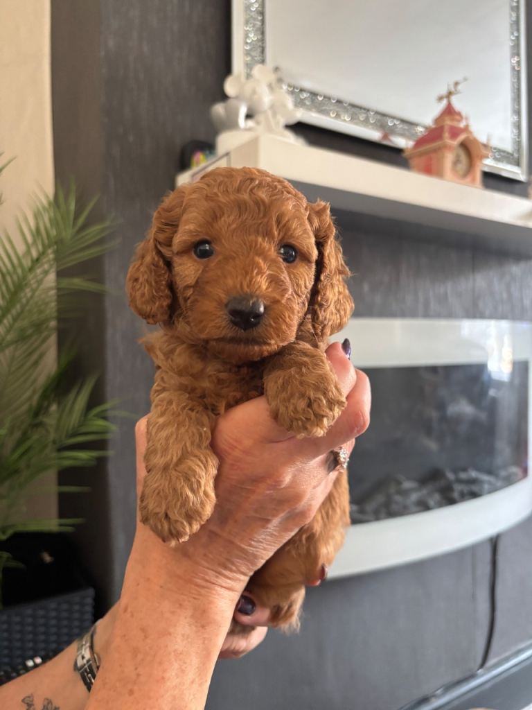 Miniature Red Poodle puppies