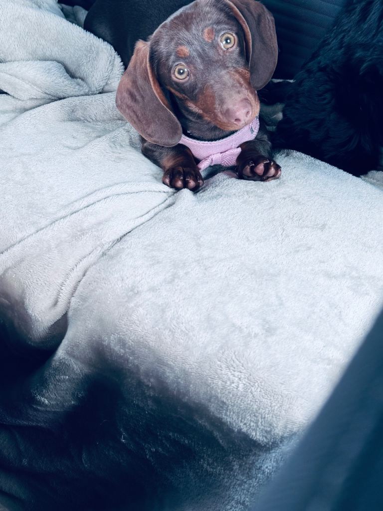 Beautiful 8-Month-Old Chocolate Miniature Dachshund – Loving Home Needed