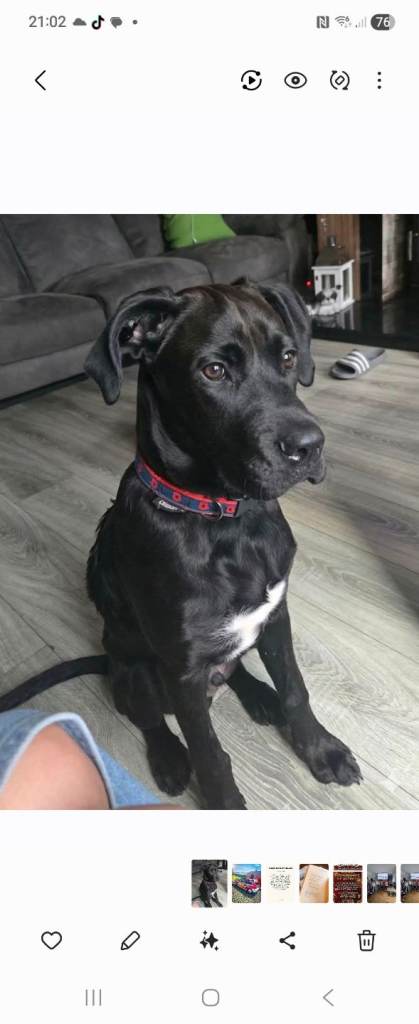 Boxer collie cross only 6 mnths old