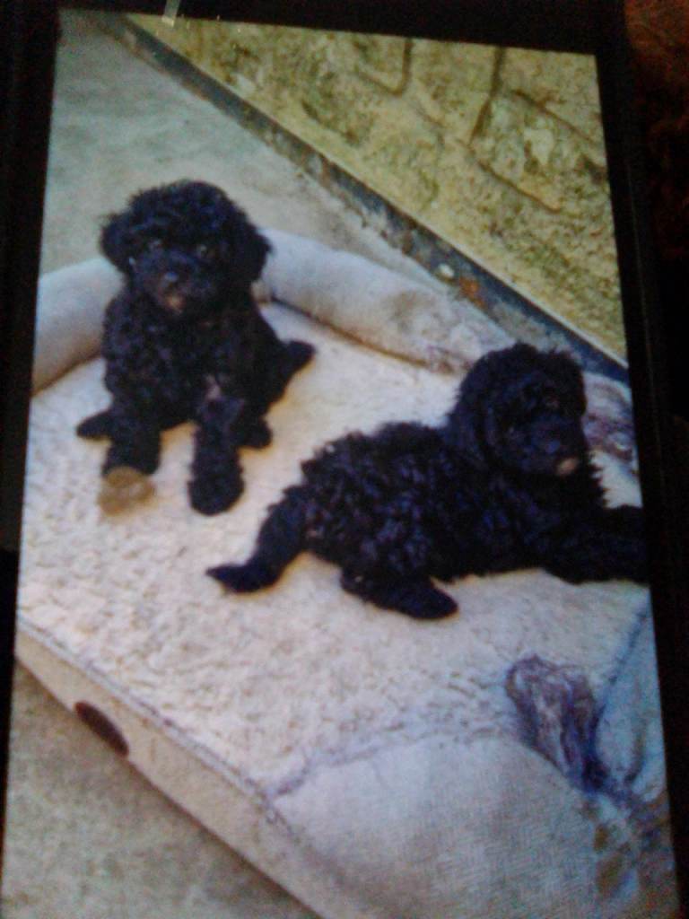 Toy poodle puppies 