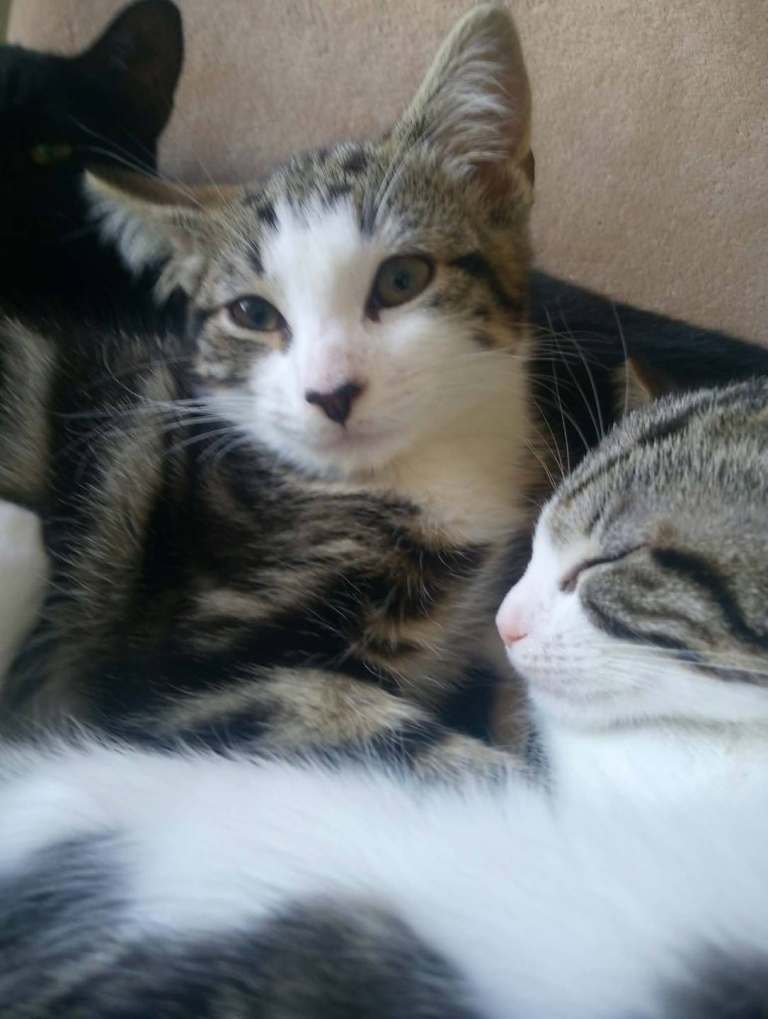 2 kittens ready to go 30 oct 
