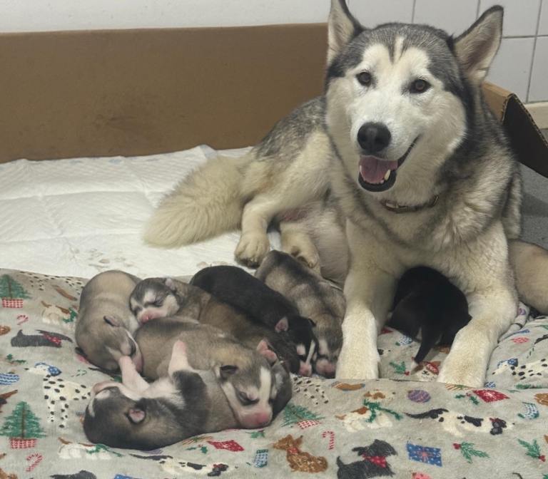 Siberian Husky Puppies for Sale 