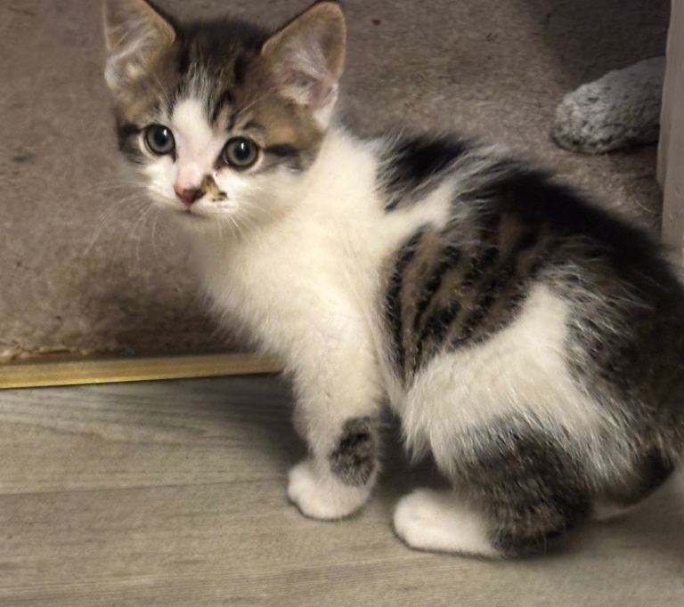 1 Domestic x Siberian Forest Cat Kitten for Sale