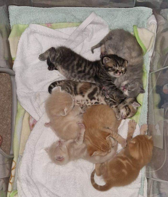 3 BSH x Ragdoll Kittens