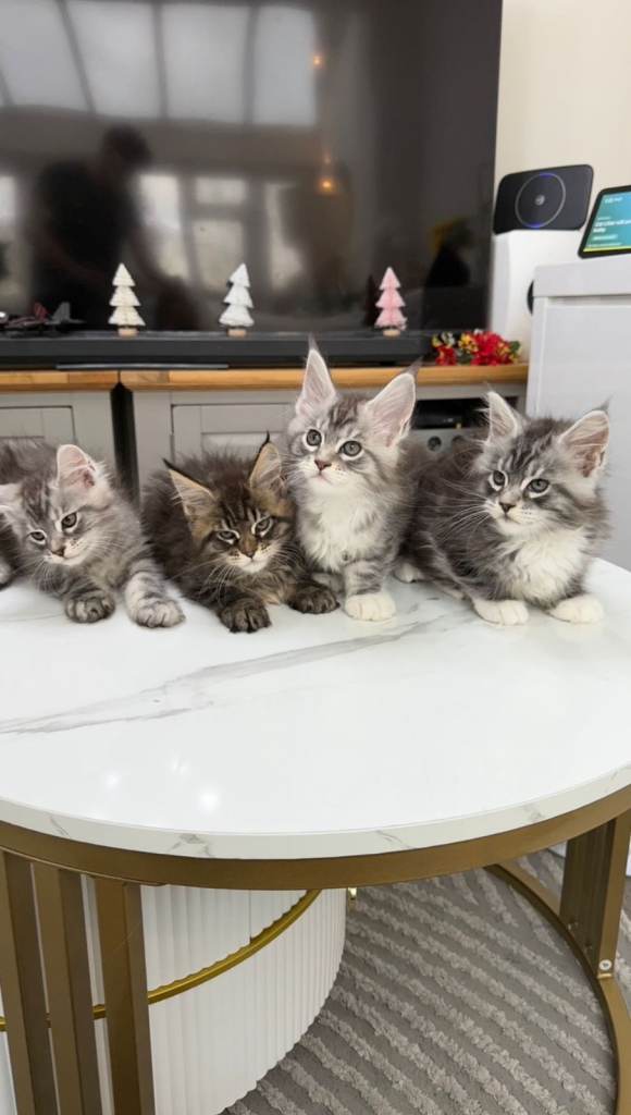 (Only TWO LEFT) Purebred Maine Coon Kittn girls