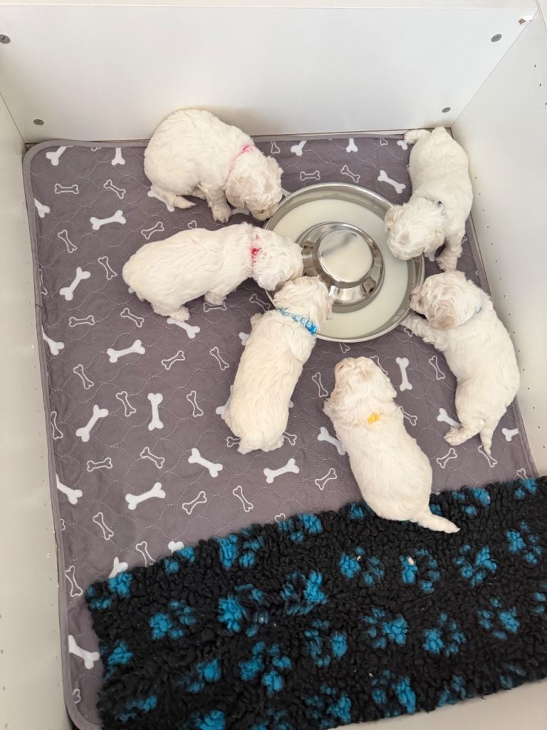 KC Registered Bichon Frise Puppies