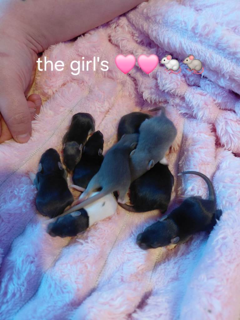 Rats topeard and all different colours all together have about 32 babies from different litters 