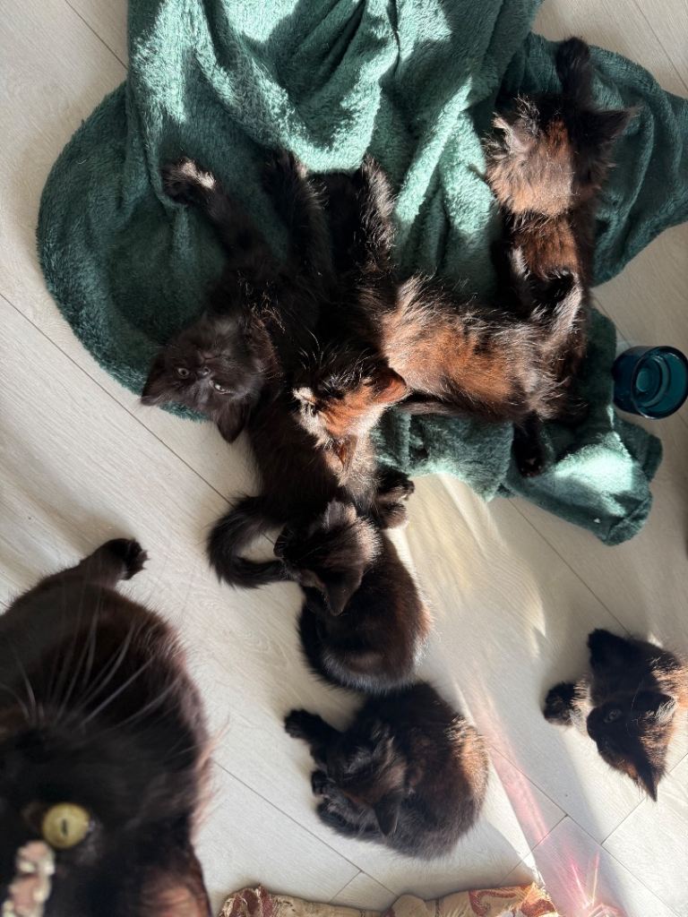 Beautiful kittens ready for their new home