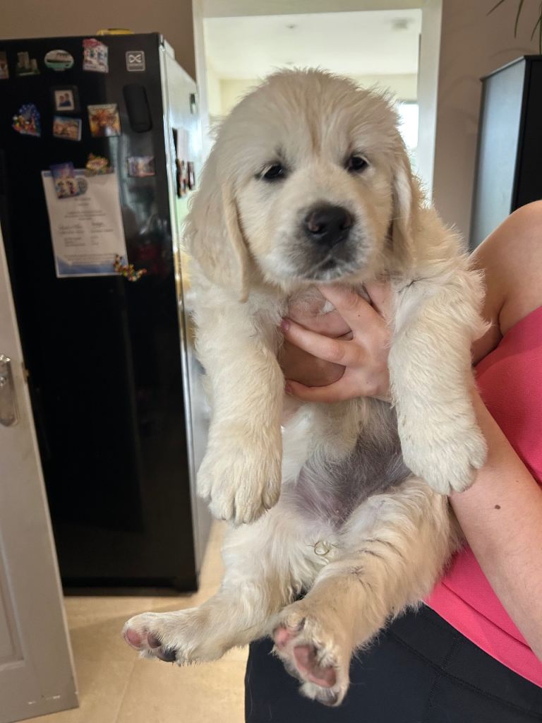 Golden Retriever Puppy