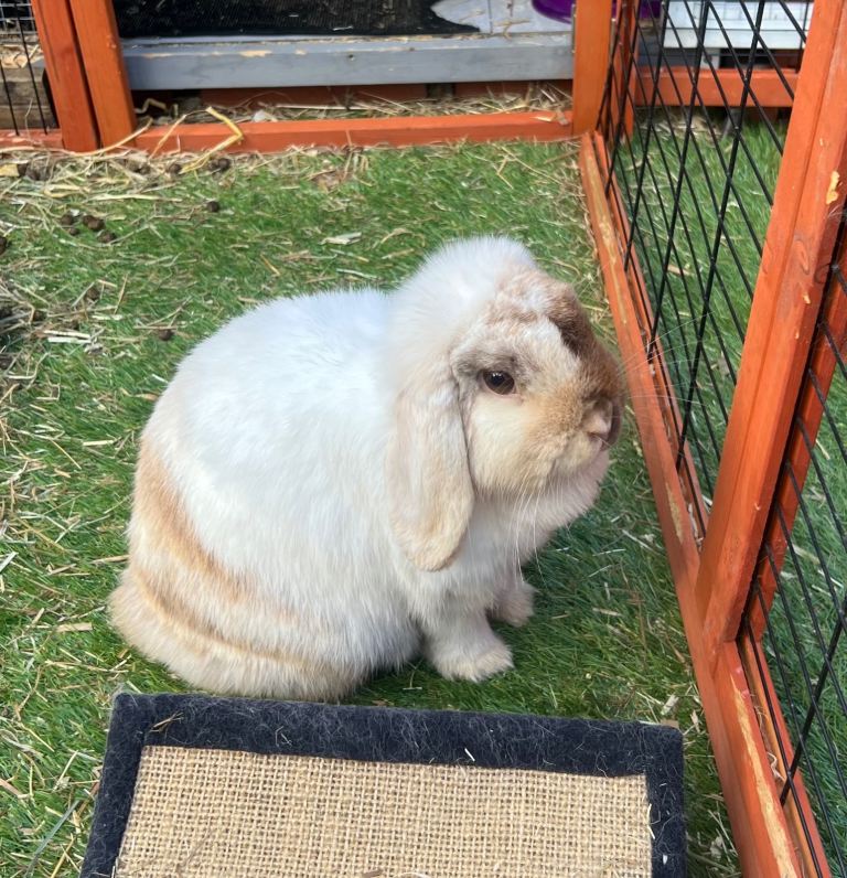 Mini lop Girl 