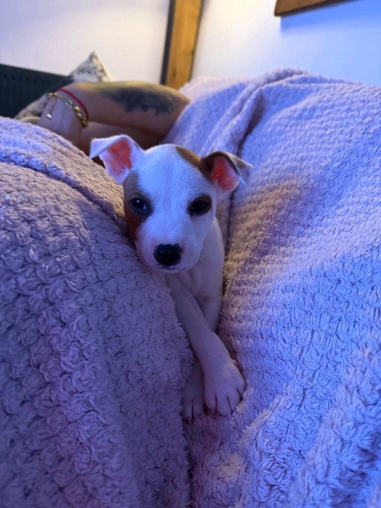 Staffy x Terrier in Walsall last girl