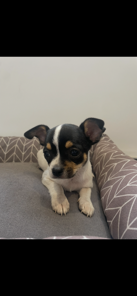 Beautiful chihuahua 