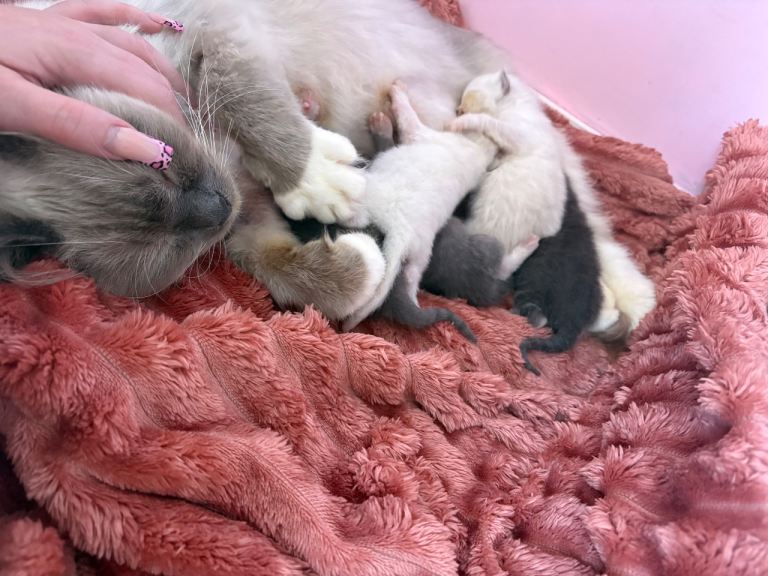 Ragdoll x BSH Kittens - Ready Aug 12th