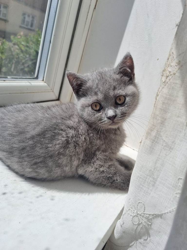 British Shorthair Kitten for Sale 