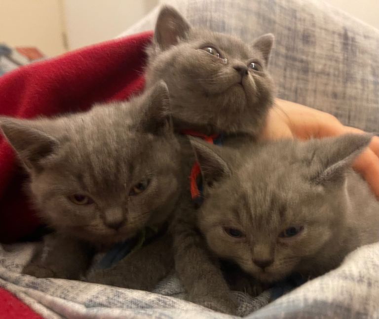 British Blue kittens (BSH), both parents pedigree
