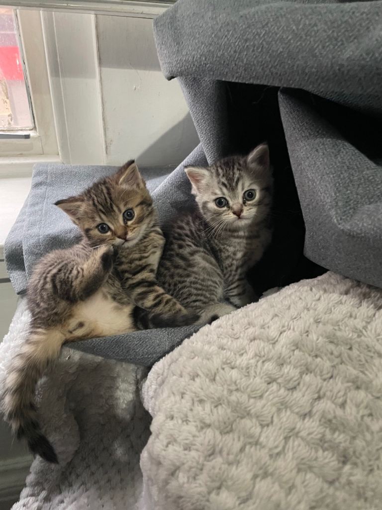 2 Tabby british short hair 