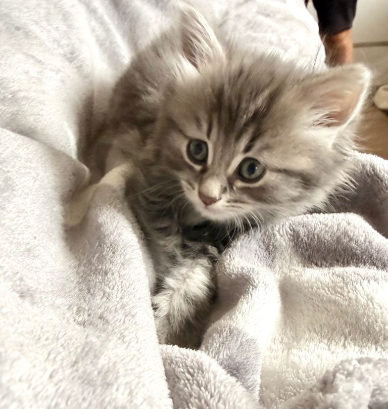 Ragdoll cross kittens 