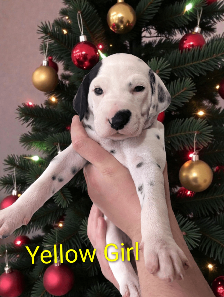 Dalmatian Puppies for Sale 