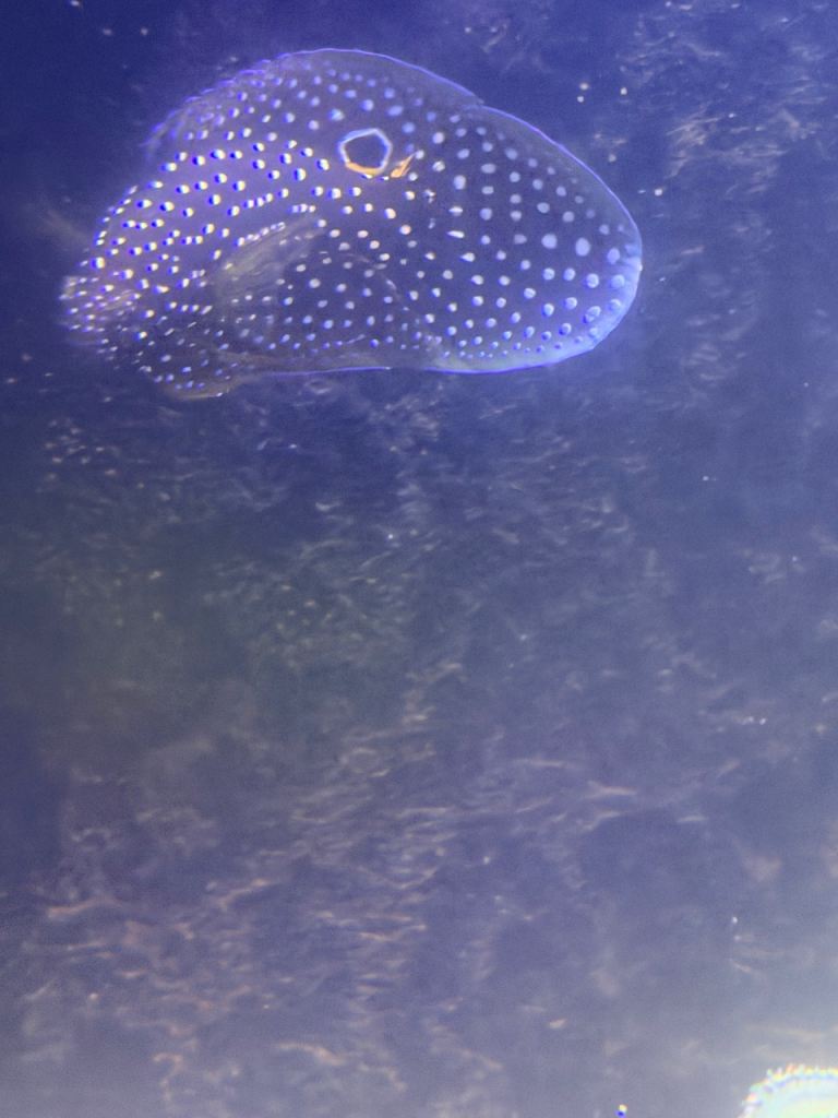 Selection of marine fish for sale