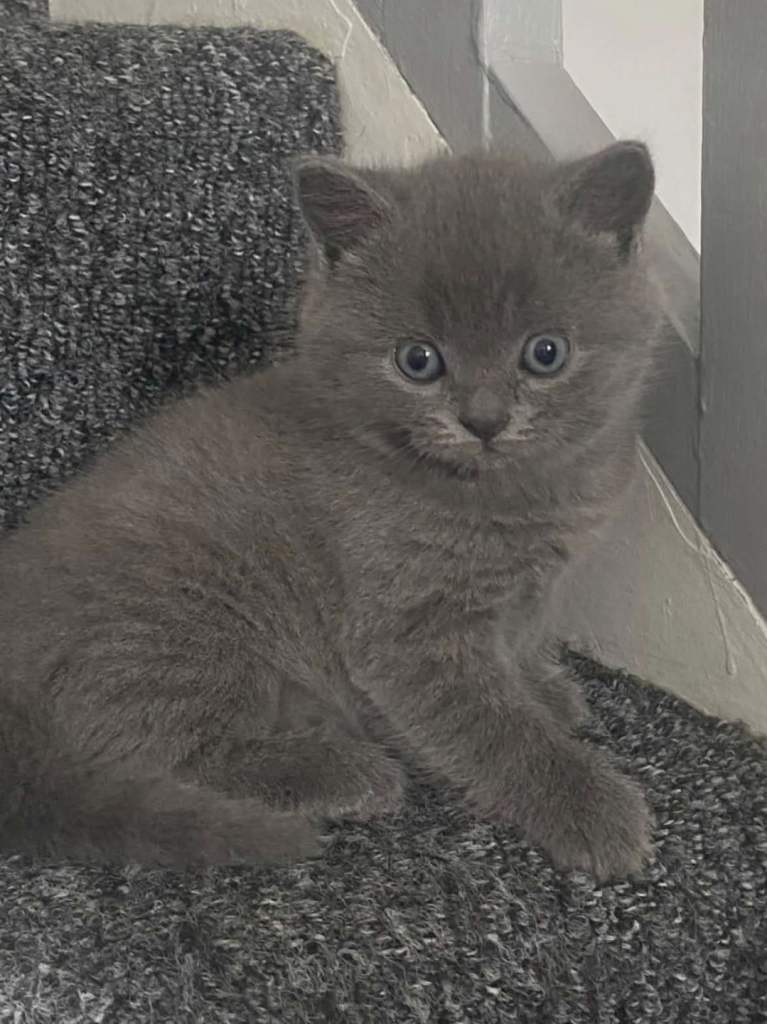 Kittens