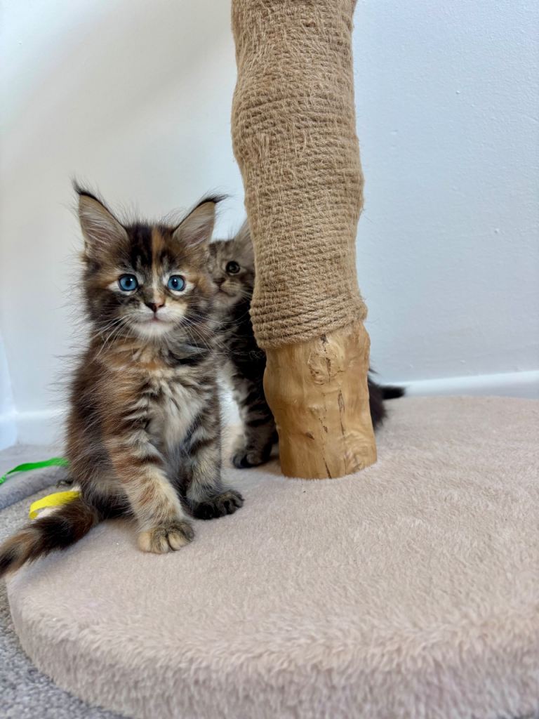 4 beautiful Maine Coon kittens TICA REGISTERED 