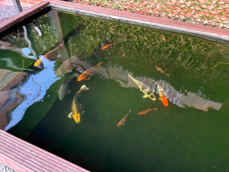 Koi Carp fish 