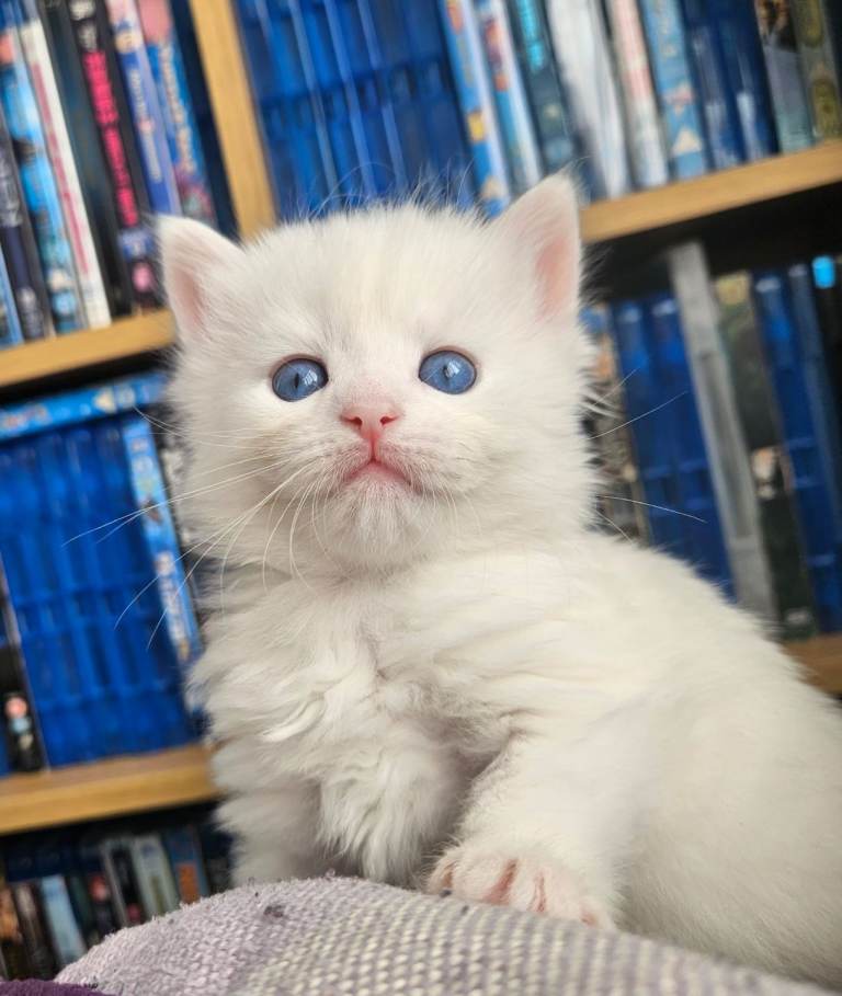 🐾 Stunning Kittens for Sale – Well Socialised, Ready to Leave🐾