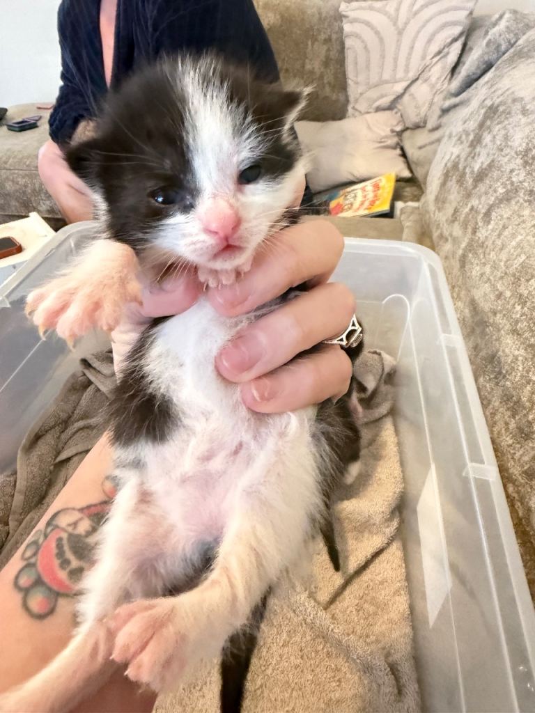 Kittens for sale 