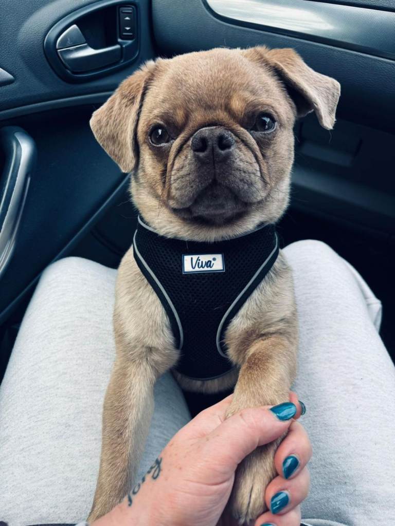 Pug
