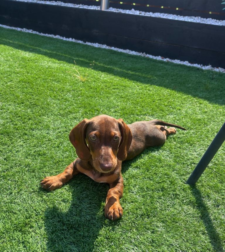 Miniature dachshund puppy 