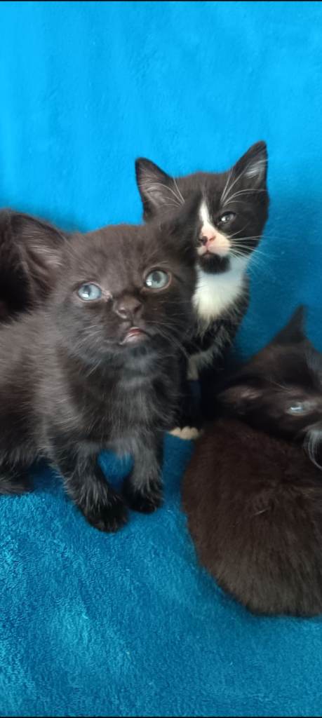 6 beautiful long haired kittens