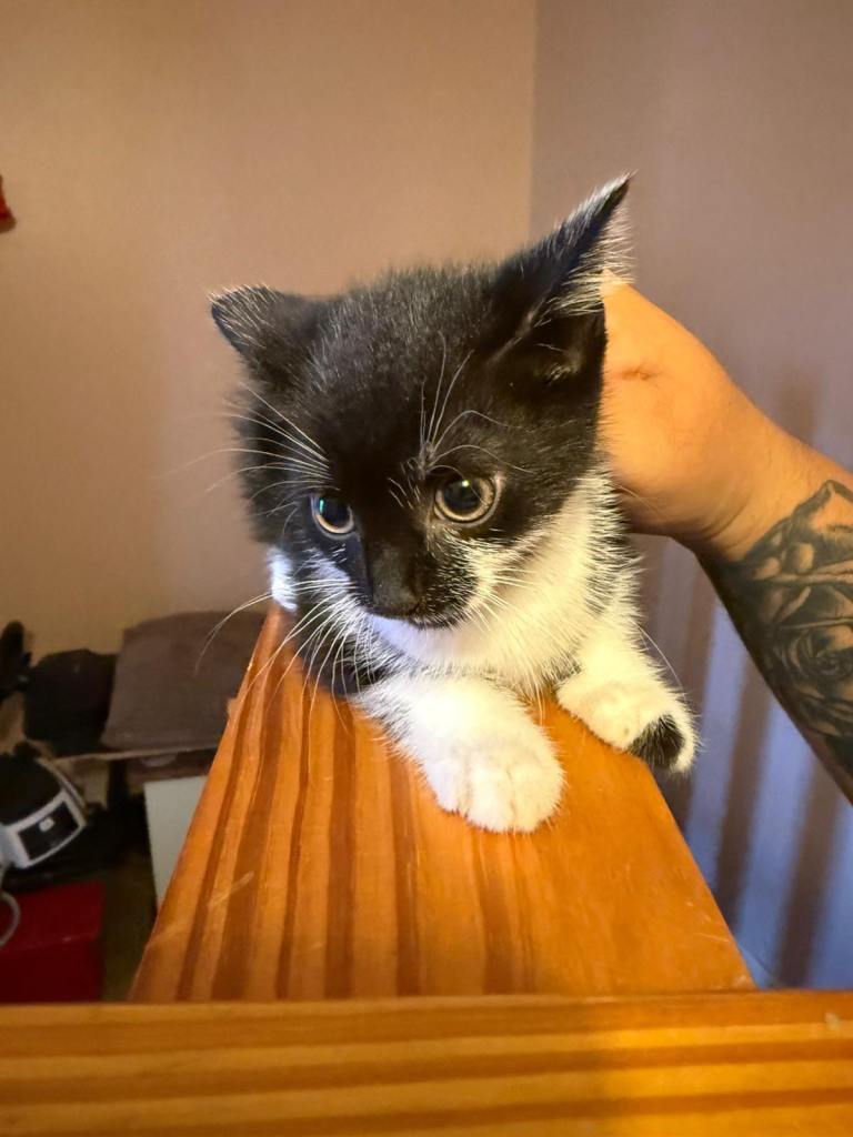 Kittens for sale 