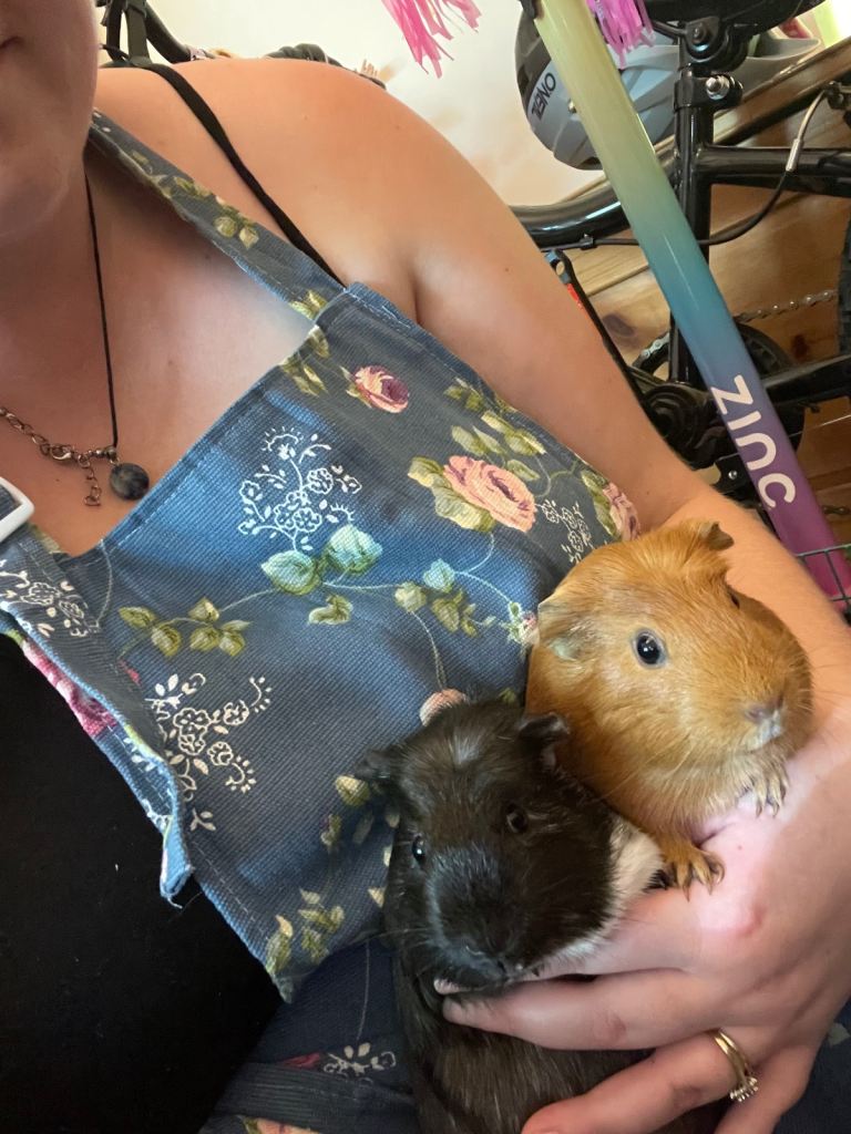 X2 guinea pig sows 