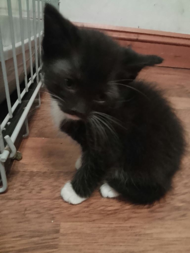 Kittens