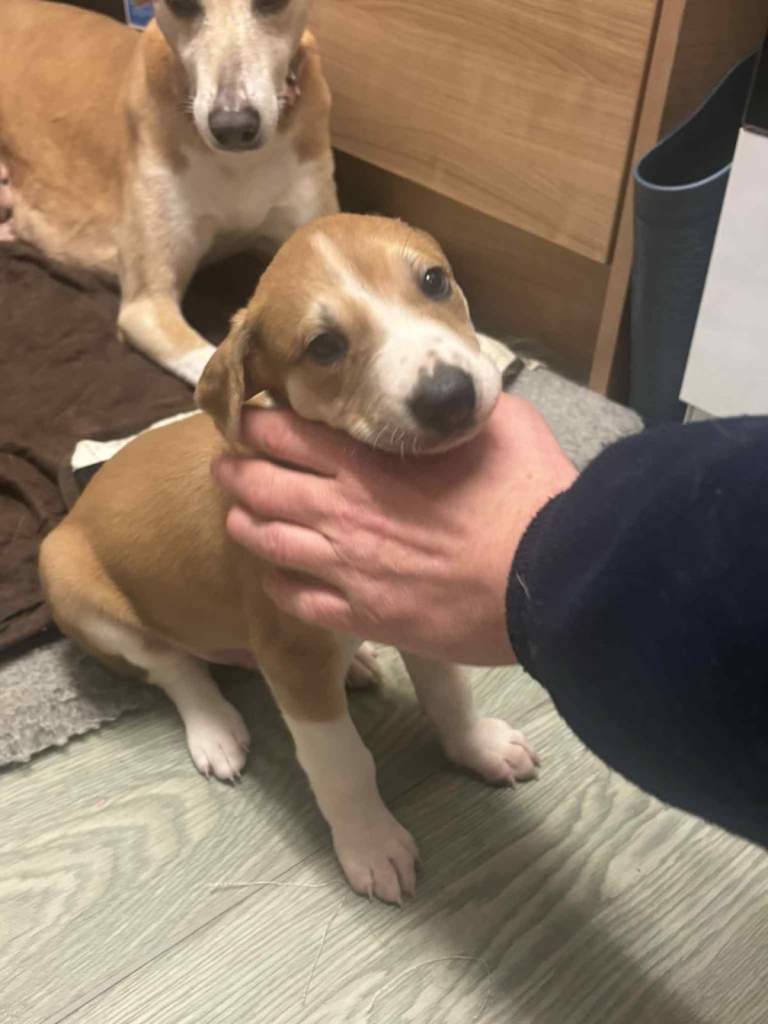 Lurcher pup 1 male pick of the litter