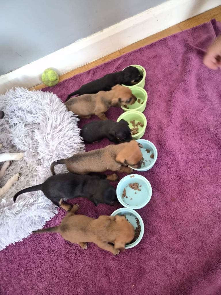 Dachshund+ Corgi x Jack russell puppies