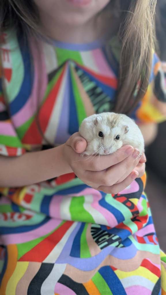 Russian Dwarf Winter White 10 month old male hamster