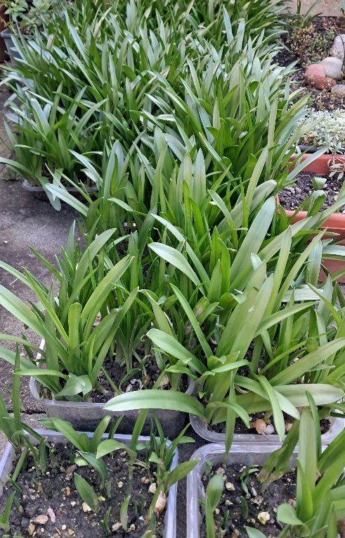 FREE Growing bluebells plants in food containers - Collection Near Chatham train station