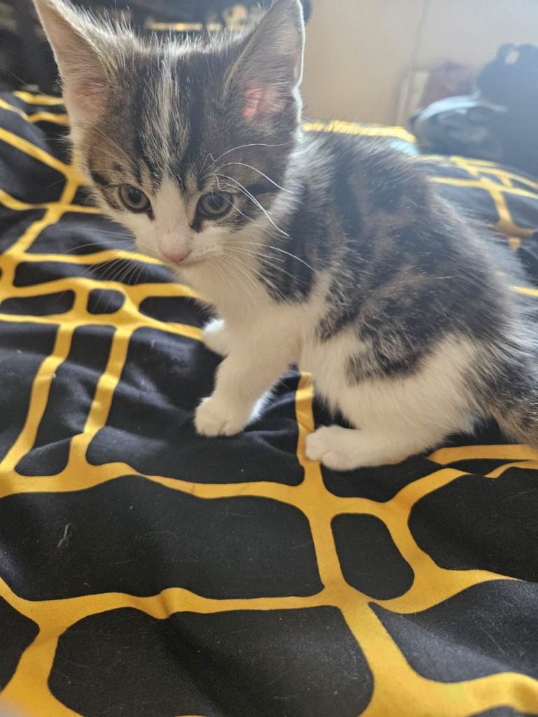 Cute kittens *Ready*