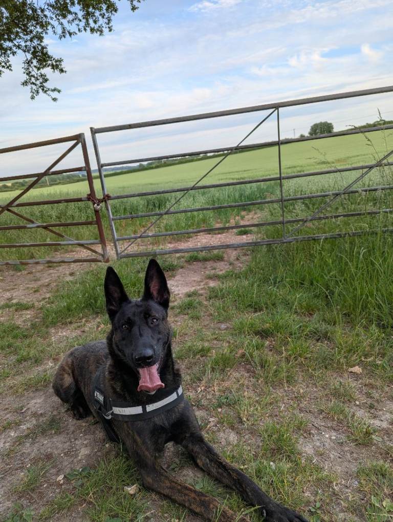 Belgium Mali x Dutch herder