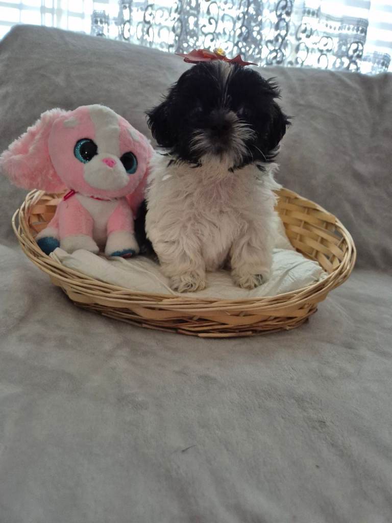 Puppy for sale 