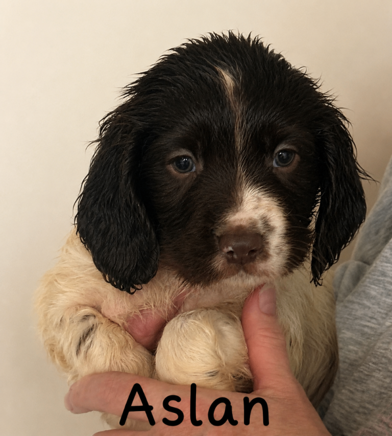 English Springer Spaniels pups