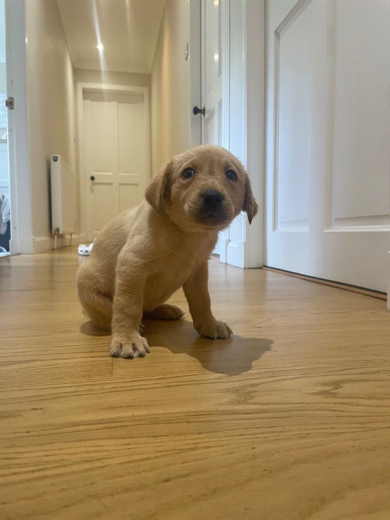 Labrador Dog Pups