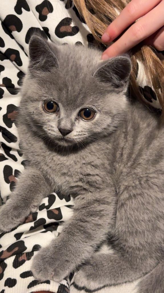 British Shorthair Kittens 