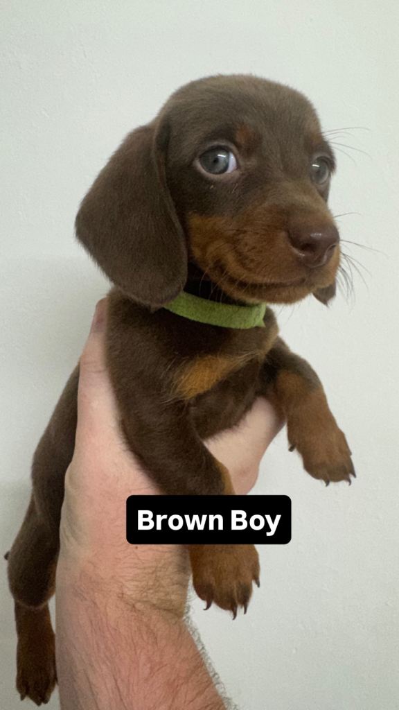 Dachshund Puppies updated *24th July*