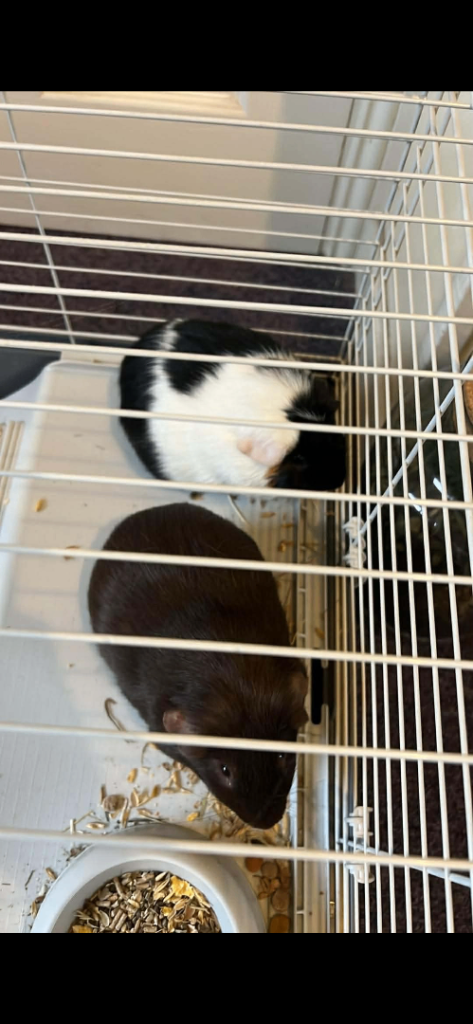 Mixed guniea pigs 
