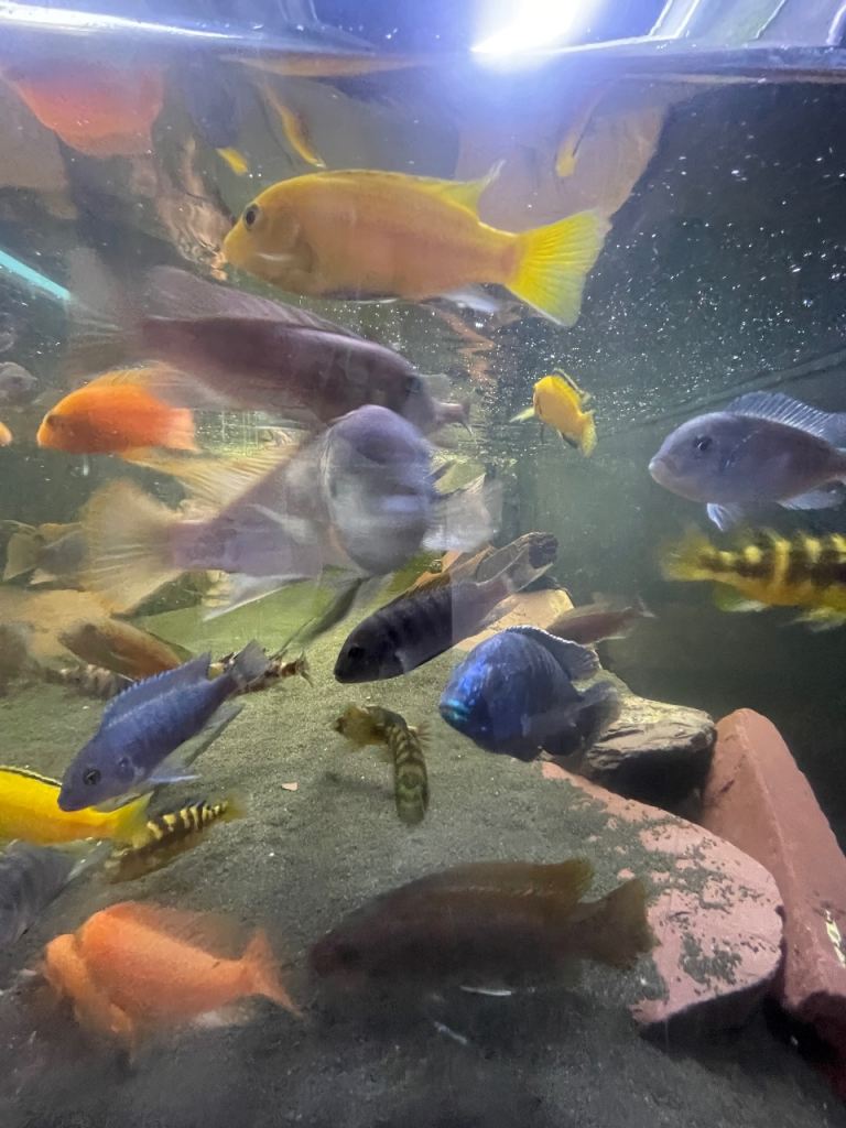 MIXED AFRICAN CICHLIDS 
