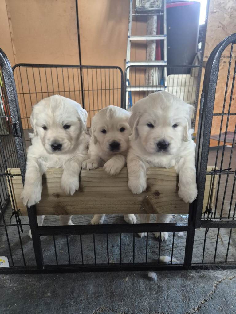 Golden Retriever pups for sale