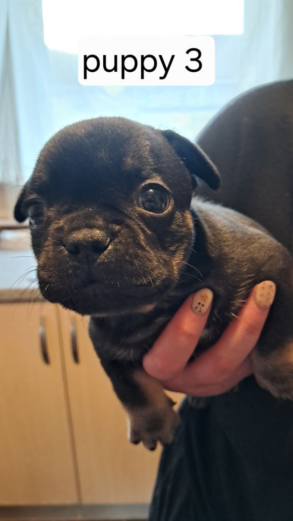 French bulldogs puppies 